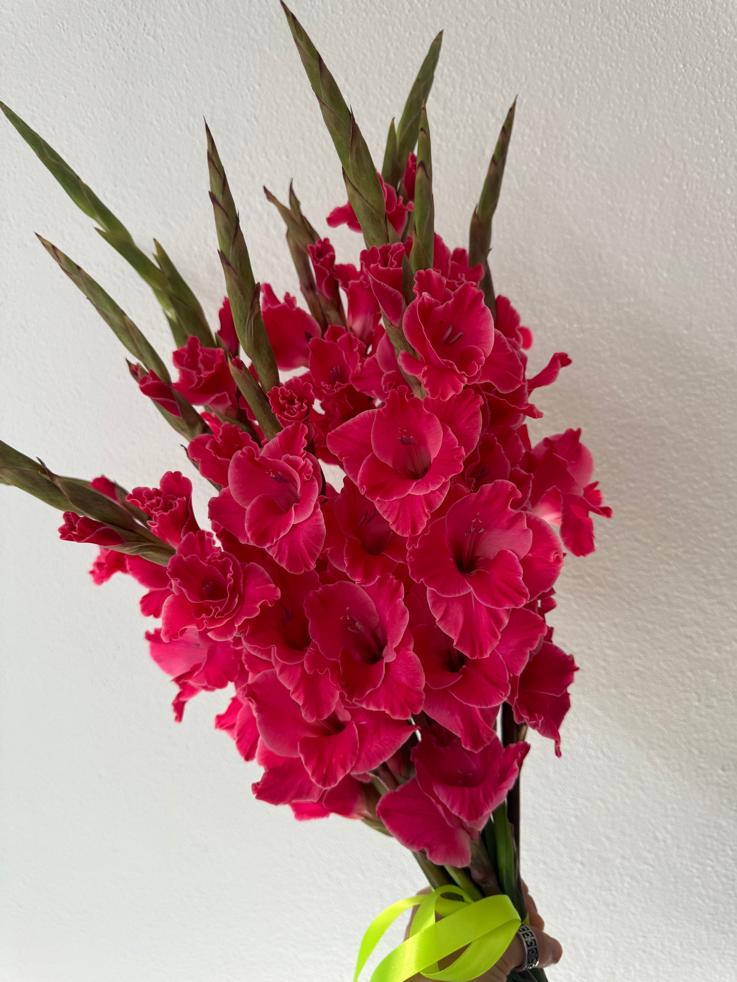 MONO OF PINK GLADIOLUSES