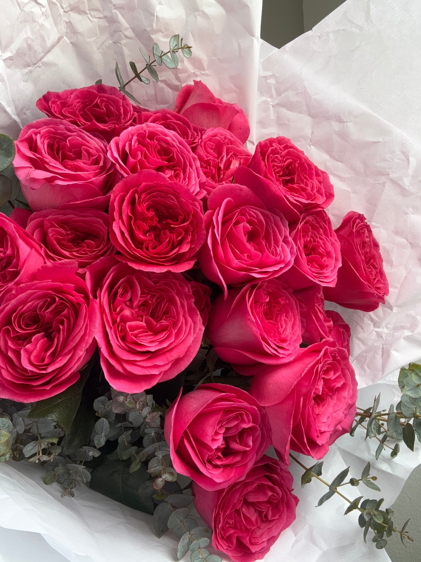 MONO OF FUCHSIA GARDEN ROSES (M)