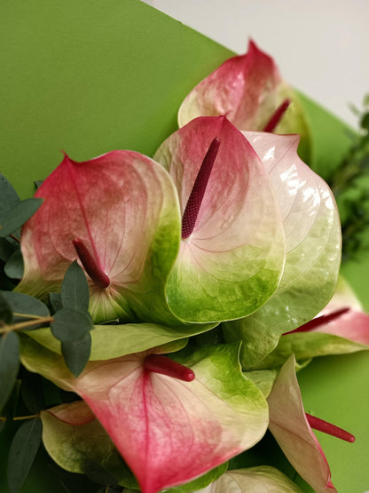 MONO OF GREEN ANTHURIUMS - FLORALBROSTUDIO